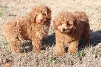 DAISY, a female Poodle - Toy  for sale in Bogart, GA – Photo 4 of 4