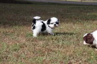 DAISY, a female Shih Tzu for sale in Bogart, GA – Photo 5 of 5