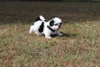 DAISY, a female Shih Tzu for sale in Bogart, GA – Photo 3 of 5