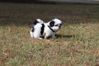 DAISY, a female Shih Tzu for sale in Bogart, GA – Photo 2 of 5