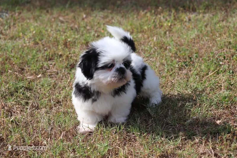 DAISY – Shih Tzu puppy for sale in Bogart, GA