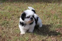 DAISY, a female Shih Tzu for sale in Bogart, GA – Photo 1 of 5