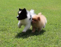 Pepper, a male Pomeranian for sale in Bogart, GA – 2 of 5