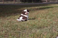 Eddie, a male Shih Tzu for sale in Bogart, GA – 5 of 6