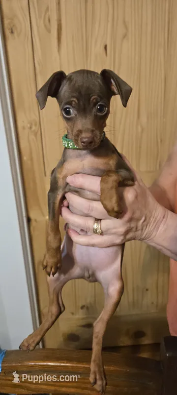 Jake – Miniature Pinscher puppy for sale in Conover, NC