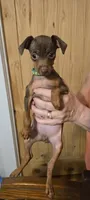 Jake, a male Miniature Pinscher for sale in Conover, NC – 1 of 1