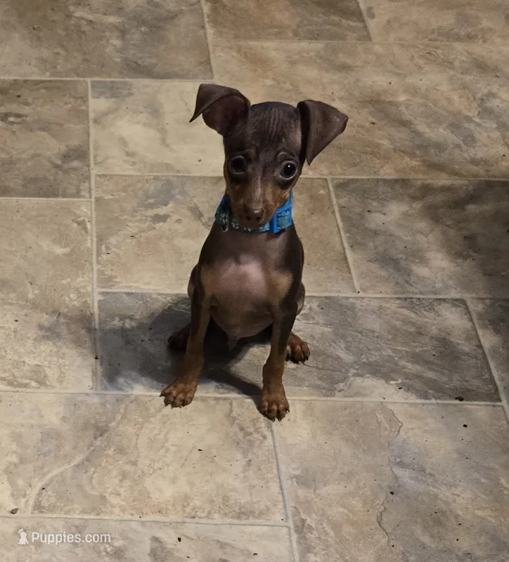 Waylon – Miniature Pinscher puppy for sale in Conover, NC