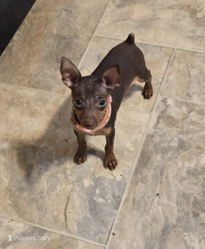 Jenny – Miniature Pinscher puppy for sale in Conover, NC