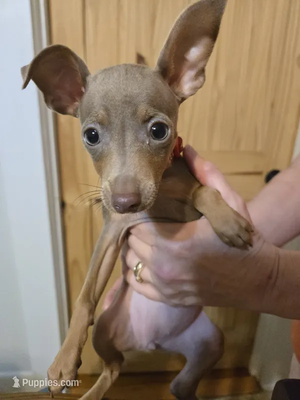 Joy (Red Collar) – Miniature Pinscher puppy for sale in Conover, NC