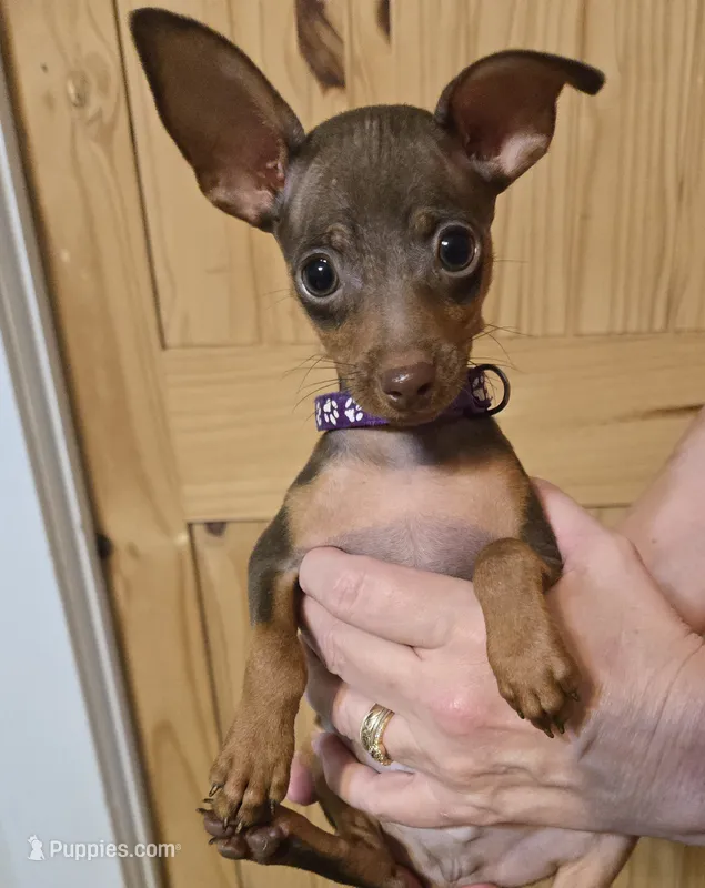 Scooter – Miniature Pinscher puppy for sale in Conover, NC