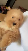 Kash, a male Maltipoo for sale in Long Beach, CA – 1 of 7