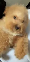 Kash, a male Maltipoo for sale in Long Beach, CA – 4 of 7