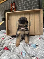 Remie , a female German Shepherd Dog for sale in Mc Ewen, TN – 6 of 8