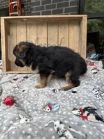 Remie , a female German Shepherd Dog for sale in Mc Ewen, TN – 4 of 8