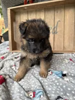 Remie , a female German Shepherd Dog for sale in Mc Ewen, TN – 2 of 8