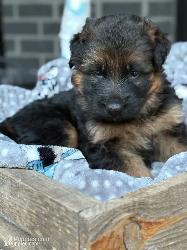 Rikki – German Shepherd Dog puppy for sale in Mc Ewen, TN