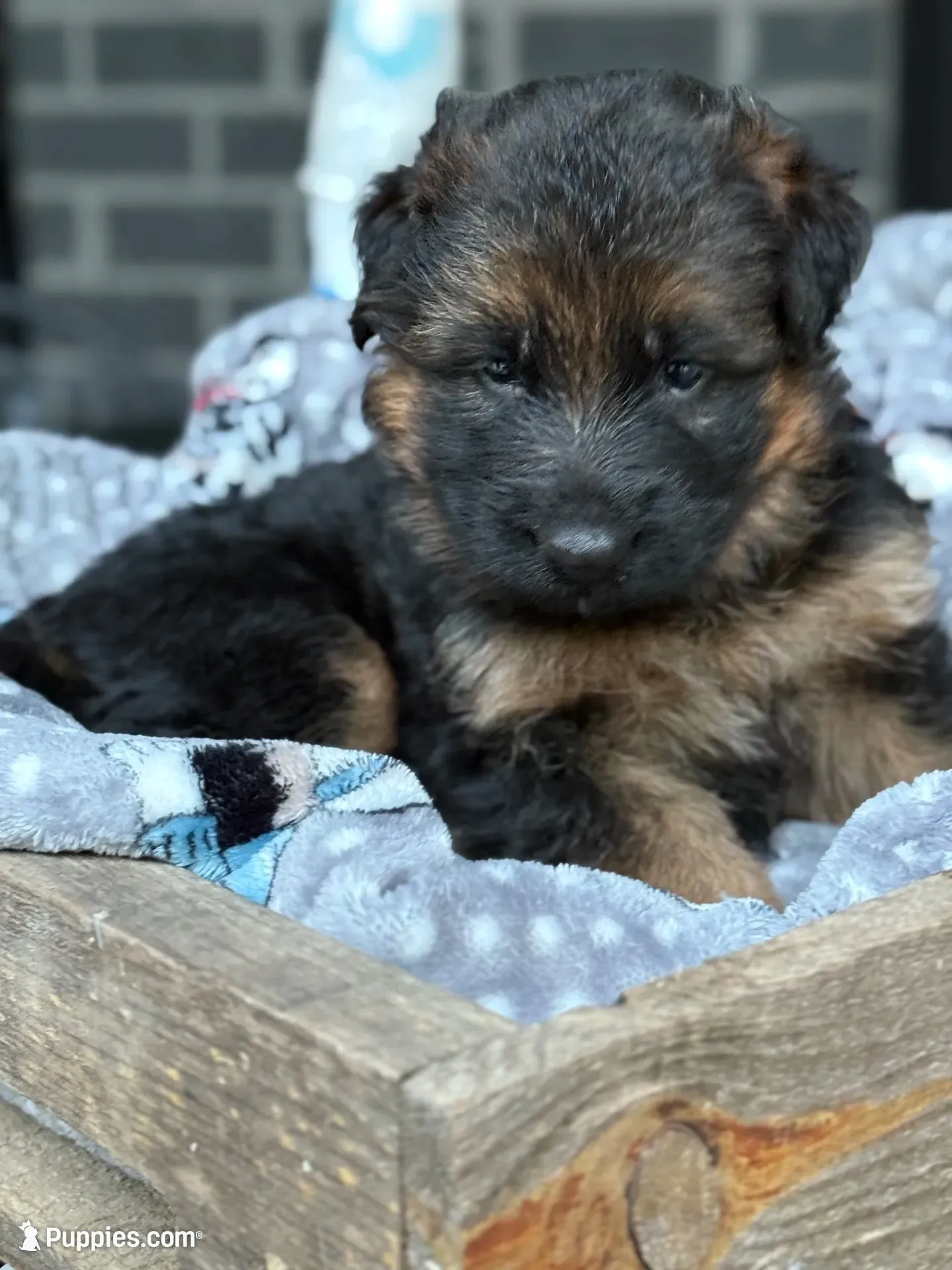Rikki, a female German Shepherd Dog for sale in Mc Ewen, TN – 1 of 9