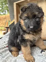 Reba, a female German Shepherd Dog for sale in Mc Ewen, TN – 5 of 9