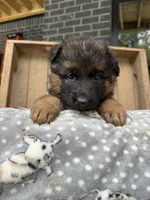 Remie , a female German Shepherd Dog for sale in Mc Ewen, TN – 5 of 8