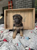 Remie , a female German Shepherd Dog for sale in Mc Ewen, TN – 3 of 8