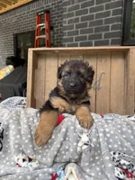 Rikki, a female German Shepherd Dog for sale in Mc Ewen, TN – 6 of 9