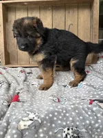 Rikki, a female German Shepherd Dog for sale in Mc Ewen, TN – 3 of 9