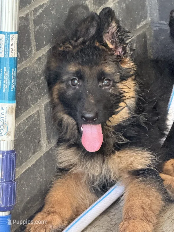 Reba – German Shepherd Dog puppy for sale in Mc Ewen, TN