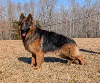 Reba, a female German Shepherd Dog for sale in Mc Ewen, TN – 8 of 9
