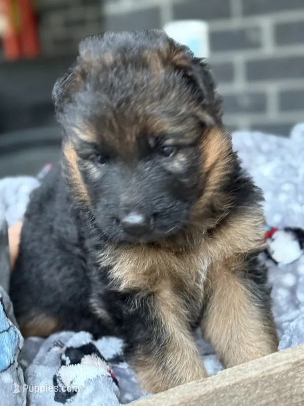 Remie  – German Shepherd Dog puppy for sale in Mc Ewen, TN
