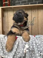 Rikki, a female German Shepherd Dog for sale in Mc Ewen, TN – 4 of 9