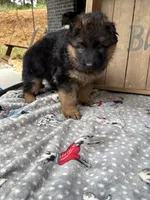 Reba, a female German Shepherd Dog for sale in Mc Ewen, TN – 4 of 9