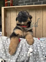 Rikki, a female German Shepherd Dog for sale in Mc Ewen, TN – 5 of 9