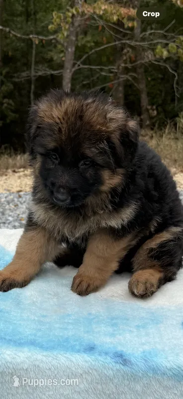 Rikki – German Shepherd Dog puppy for sale in Mc Ewen, TN