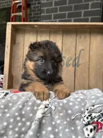 Reba, a female German Shepherd Dog for sale in Mc Ewen, TN – 3 of 9