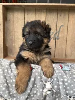Rikki, a female German Shepherd Dog for sale in Mc Ewen, TN – 2 of 9