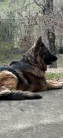 Remie , a female German Shepherd Dog for sale in Mc Ewen, TN – 8 of 8