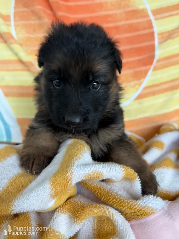 Reba – German Shepherd Dog puppy for sale in Mc Ewen, TN