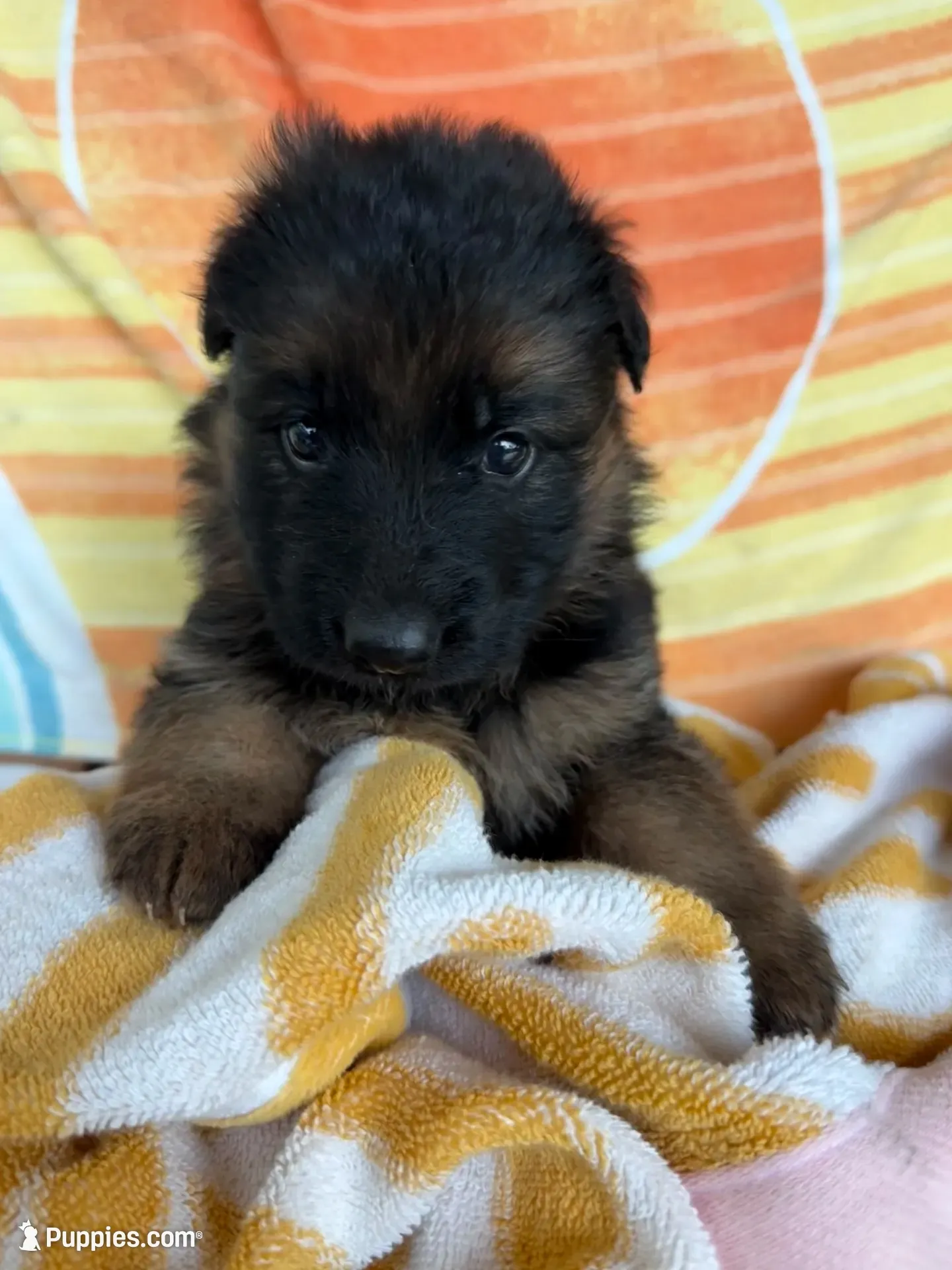 Reba, a female German Shepherd Dog for sale in Mc Ewen, TN – 1 of 9