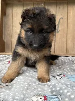 Reba, a female German Shepherd Dog for sale in Mc Ewen, TN – 6 of 9