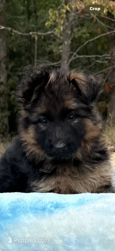 Reba – German Shepherd Dog puppy for sale in Mc Ewen, TN