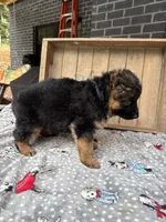 Reba, a female German Shepherd Dog for sale in Mc Ewen, TN – 7 of 9