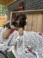 Rikki, a female German Shepherd Dog for sale in Mc Ewen, TN – 7 of 9