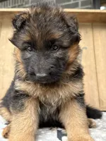 Reba, a female German Shepherd Dog for sale in Mc Ewen, TN – 2 of 9