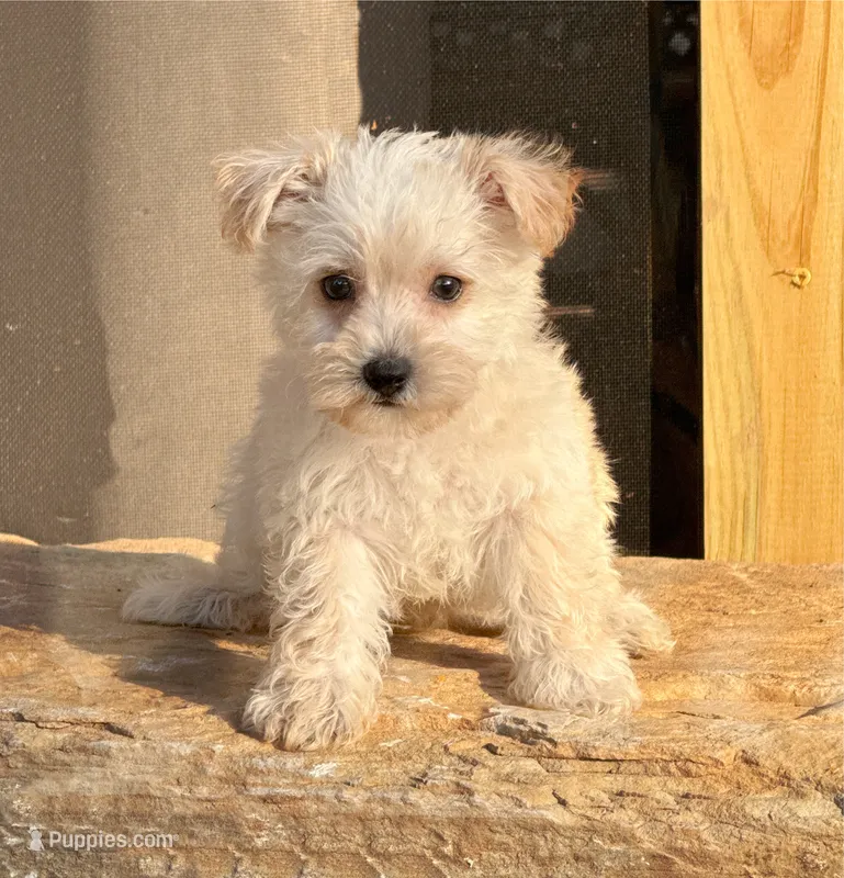 Annie – West Highland White Terrier, Poodle - Toy  puppy for sale in Bowling Green, KY