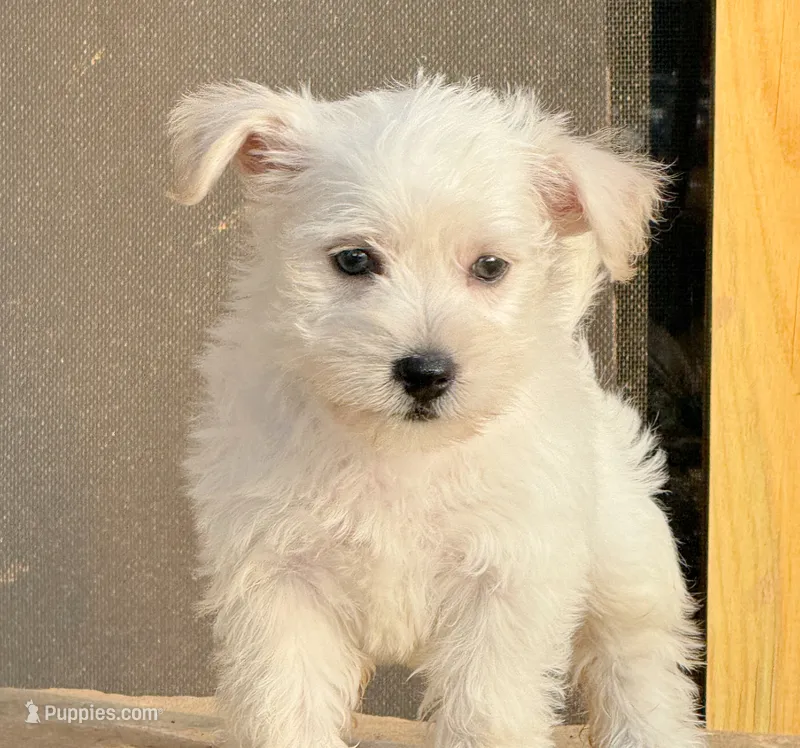 Elsa – West Highland White Terrier, Poodle - Toy  puppy for sale in Bowling Green, KY