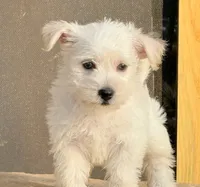 Elsa, a female West Highland White Terrier and Poodle - Toy  for sale in Bowling Green, KY – 1 of 2