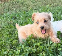 Summer, a female West Highland White Terrier and Poodle - Toy  for sale in Bowling Green, KY – 2 of 3