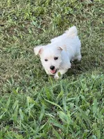 Elsa, a female West Highland White Terrier and Poodle - Toy  for sale in Bowling Green, KY – 2 of 2