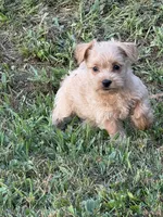 Summer, a female West Highland White Terrier and Poodle - Toy  for sale in Bowling Green, KY – 3 of 3