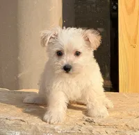 Annie, a female West Highland White Terrier and Poodle - Toy  for sale in Bowling Green, KY – 2 of 2